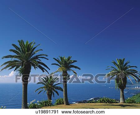Palm Trees at Coast View Large Photo Image Stock Image - Palm Trees at Coast. Fotosearch