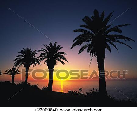Stock Image - Palm Trees at Sunset. Fotosearch
