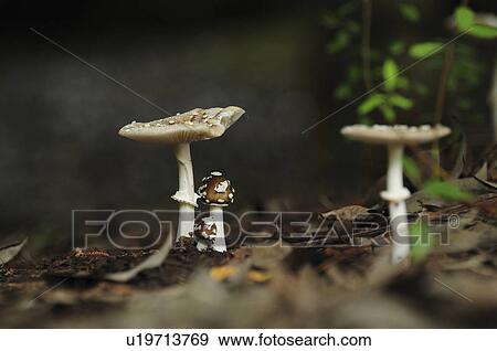 Panther Cap Mushrooms View Large Photo Image Stock Photo - Panther Cap Mushrooms. Fotosearch