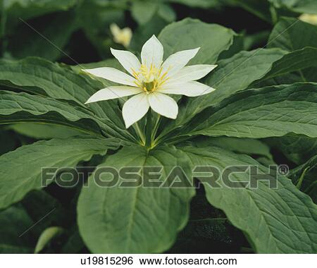 Stock Photograph - Paris Japonica Flower. Fotosearch