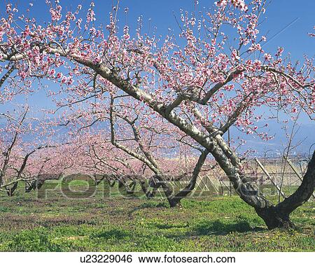 Peach Blossom Trees View Large Photo Image Stock Photograph - Peach Blossom Trees. Fotosearch