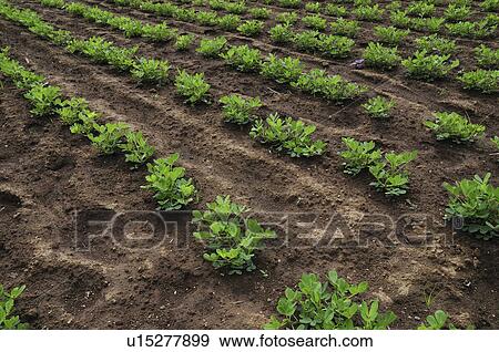 Peanut field View Large Photo Image Stock Photo - Peanut field. Fotosearch