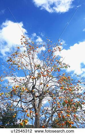 Stock Image - Persimmon Tree. Fotosearch