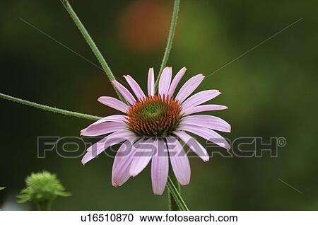 Stock Image - Pink Cone Flower. Fotosearch