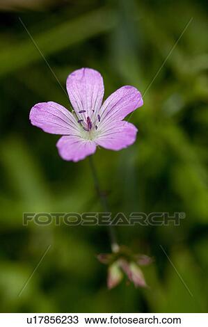 Stock Image - Pink Flower, Geranium yesoemse var. nipponicum. Fotosearch