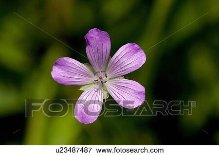 Pink Flower, Geranium yesoemse var. nipponicum View Large Photo Image Stock Photo - Pink Flower, Geranium yesoemse var. nipponicum. Fotosearch