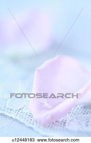 Pink Petal and Lace View Large Photo Image Stock Image - Pink Petal and Lace. Fotosearch