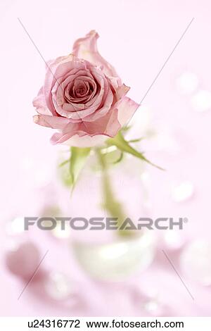 Pink Rose View Large Photo Image Stock Image - Pink Rose. Fotosearch