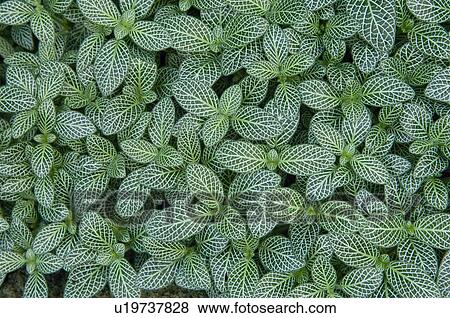 Plant View Large Photo Image Stock Photo - Plant. Fotosearch