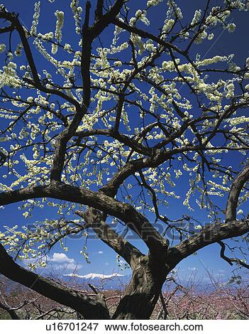 Stock Photo - Plum Blossom Tree. Fotosearch
