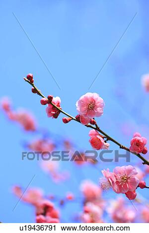 Plum Blossoms View Large Photo Image Stock Image - Plum Blossoms. Fotosearch