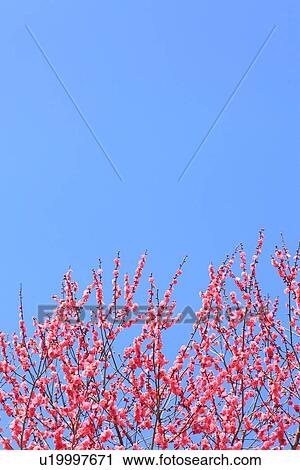 Stock Image - Plum Blossoms. Fotosearch