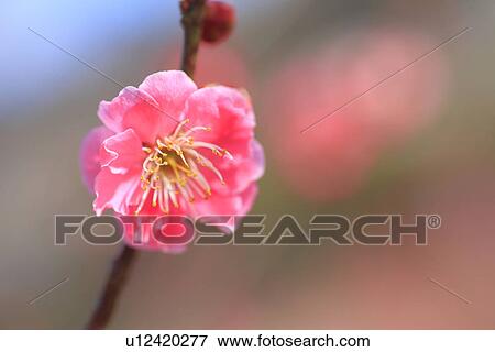 Plum Blossoms View Large Photo Image Stock Photo - Plum Blossoms. Fotosearch