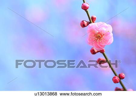 Plum Blossoms View Large Photo Image Stock Photo - Plum Blossoms. Fotosearch