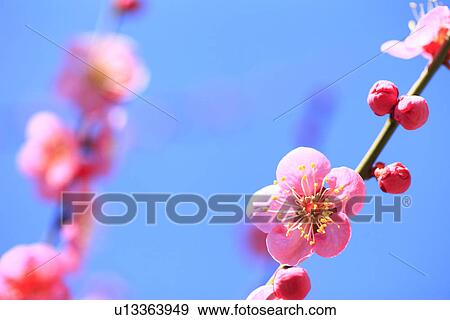 Plum Blossoms View Large Photo Image Stock Photo - Plum Blossoms. Fotosearch