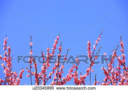 Stock Photo - Plum Blossoms. Fotosearch