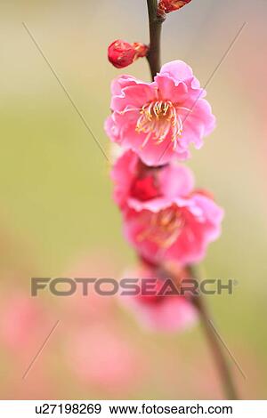 Stock Photo - Plum Blossoms. Fotosearch