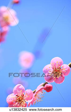 Plum Blossoms View Large Photo Image Stock Photography - Plum Blossoms. Fotosearch