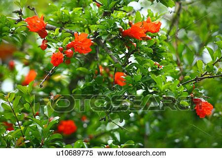 Stock Photography - Pomegranate blossoms. Fotosearch