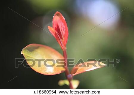 Picture - Pomegranate Sprout. Fotosearch