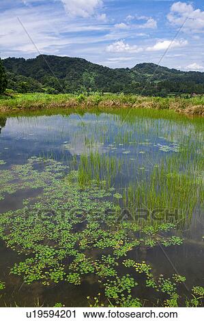 Pond View Large Photo Image Stock Image - Pond. Fotosearch