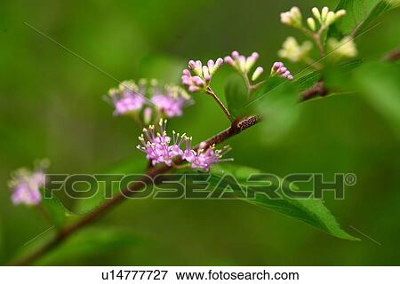 Purple Beautyberry (Callicarpa dichotoma) flowers View Large Photo Image Stock Photo - Purple Beautyberry (Callicarpa dichotoma) flowers. Fotosearch