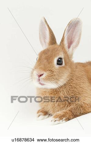 Rabbit View Large Photo Image Picture - Rabbit. Fotosearch