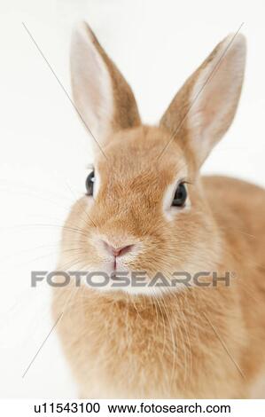 Rabbit View Large Photo Image Stock Image - Rabbit. Fotosearch