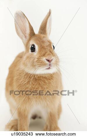 Rabbit View Large Photo Image Stock Image - Rabbit. Fotosearch