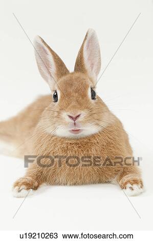 Rabbit View Large Photo Image Stock Image - Rabbit. Fotosearch