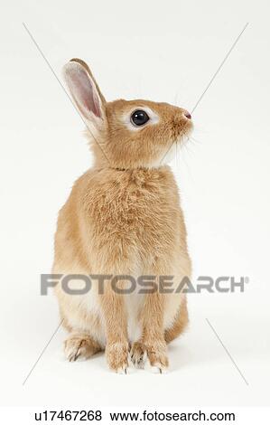 Stock Photo - Rabbit. Fotosearch