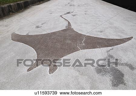 Ray Illustration on Cement in Wakasu Kaihin Park View Large Photo Image Stock Photo - Ray Illustration on Cement in Wakasu Kaihin Park. Fotosearch