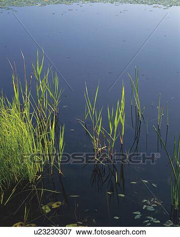 Reeds Growing in Water View Large Photo Image Stock Photo - Reeds Growing in Water. Fotosearch