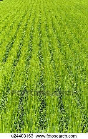 Rice field, Miyazaki Prefecture, Kyushu, Japan View Large Photo Image Stock Image - Rice field, Miyazaki Prefecture, Kyushu, Japan. Fotosearch