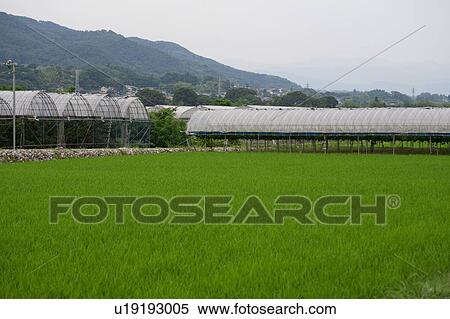 Rice Field View Large Photo Image Stock Photography - Rice Field. Fotosearch