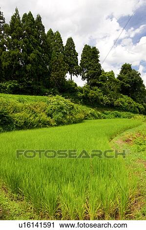 Stock Image - Rice Paddies. Fotosearch