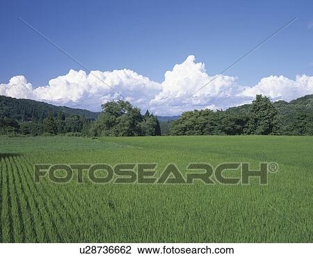 Rice Paddies View Large Photo Image Stock Image - Rice Paddies. Fotosearch