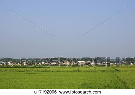 Stock Photograph - Rice Paddies. Fotosearch