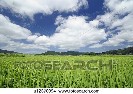 Picture - Rice Paddy. Fotosearch