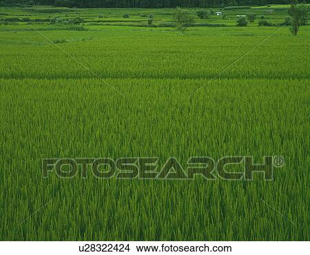 Rice Paddy View Large Photo Image Picture - Rice Paddy. Fotosearch