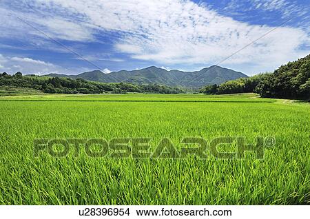Rice Paddy View Large Photo Image Picture - Rice Paddy. Fotosearch