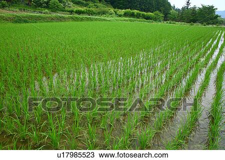 Stock Image - Rice paddy, Saitama Prefecture, Honshu, Japan. Fotosearch