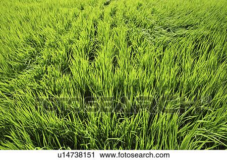 Rice Paddy View Large Photo Image Stock Image - Rice Paddy. Fotosearch