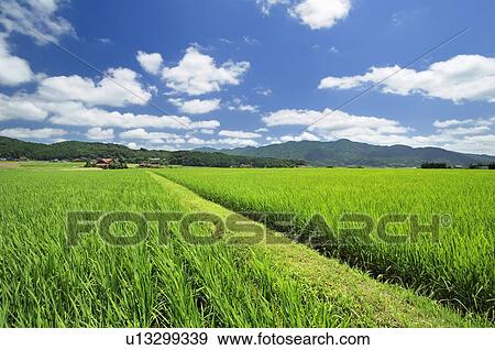 Rice Paddy View Large Photo Image Stock Photo - Rice Paddy. Fotosearch