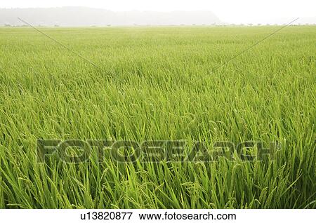 Rice Paddy View Large Photo Image Stock Photo - Rice Paddy. Fotosearch