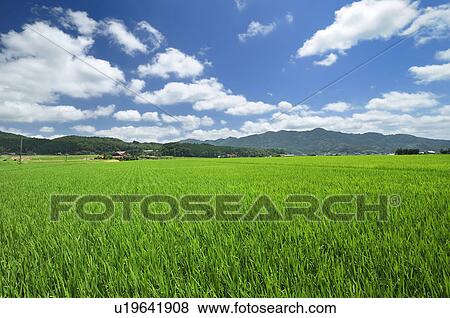 Rice Paddy View Large Photo Image Stock Photo - Rice Paddy. Fotosearch