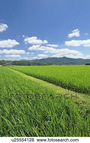 Rice Paddy View Large Photo Image Stock Photo - Rice Paddy. Fotosearch