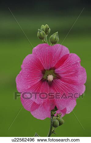 Stock Photograph - Rose Mallow Flower. Fotosearch