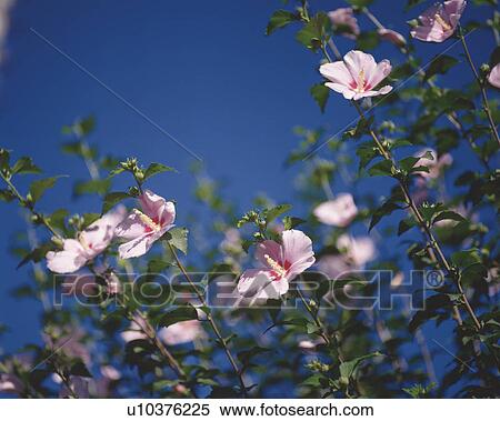 Rose of Sharons View Large Photo Image Stock Photography - Rose of Sharons. Fotosearch