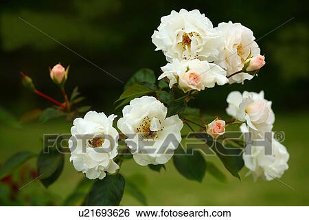 Stock Photograph - Roses. Fotosearch